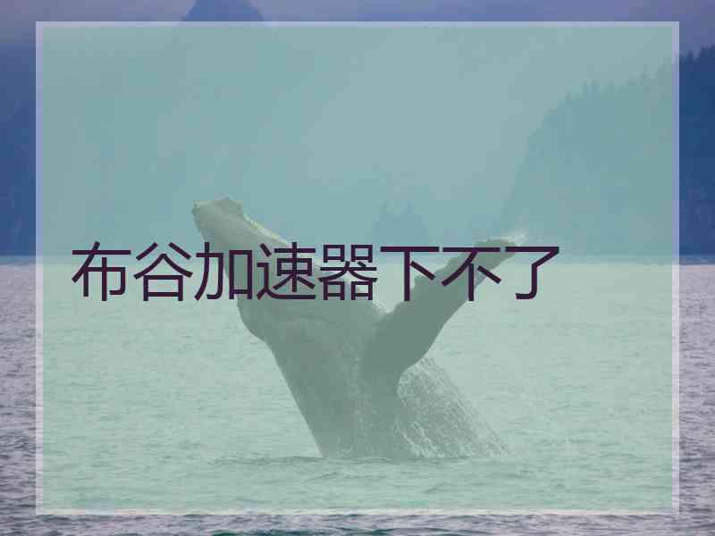 布谷加速器下不了